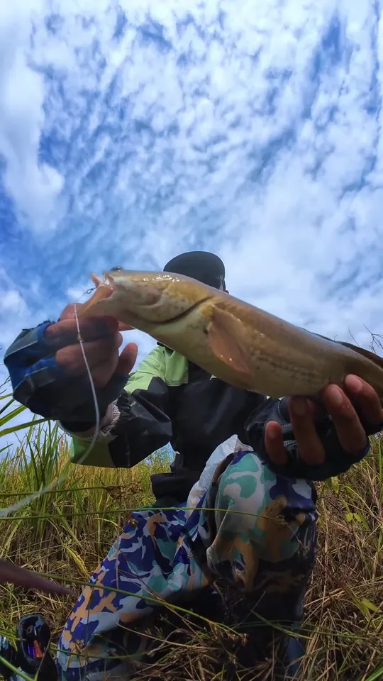 Pemancing mengangkat ikan haruan di sawah, langit biru berawan