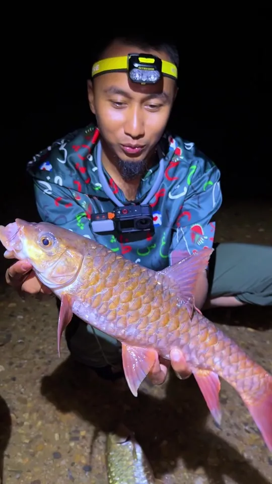 Abe Wea berlampu kepala pada waktu malam memegang ikan kelah untuk dimasak pais tempoyak