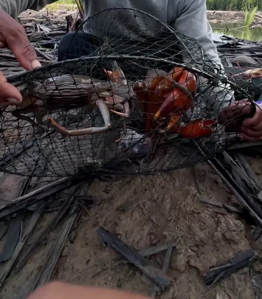 Perangkap ketam berisi ketam nipah di tepi pantai berlumpur